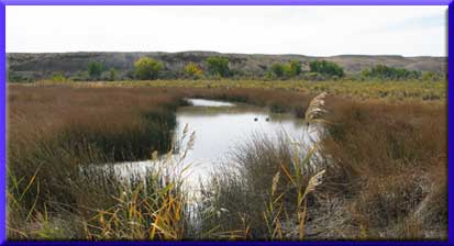 LDWP Wetlands