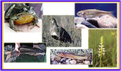 Collage of Native Species projects in Utah