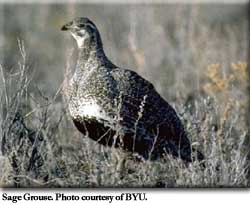 sage grouse