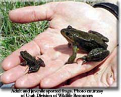 Spotted frogs