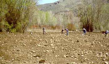 Revegetation-Planting