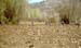 revegetation-planting-trees