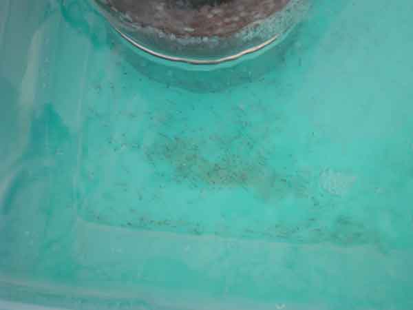 Fisheries Experiment Station June 10,2010