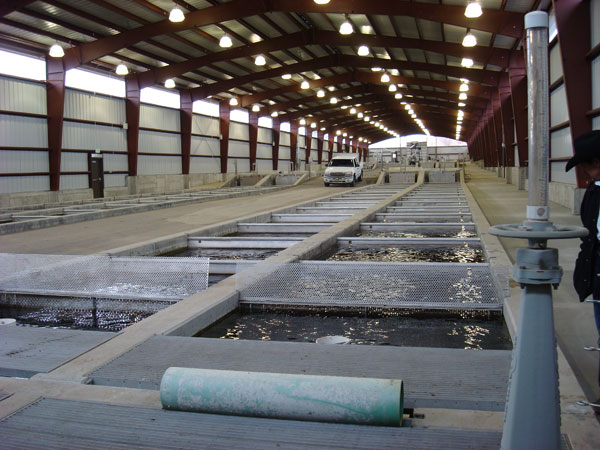 Inside Completed Whiterocks Hatchery Raceway Cover Building March 31, 2010